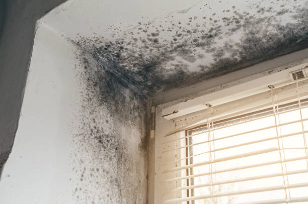 Affordable Mold Cleanup solutions in Freeport, IL